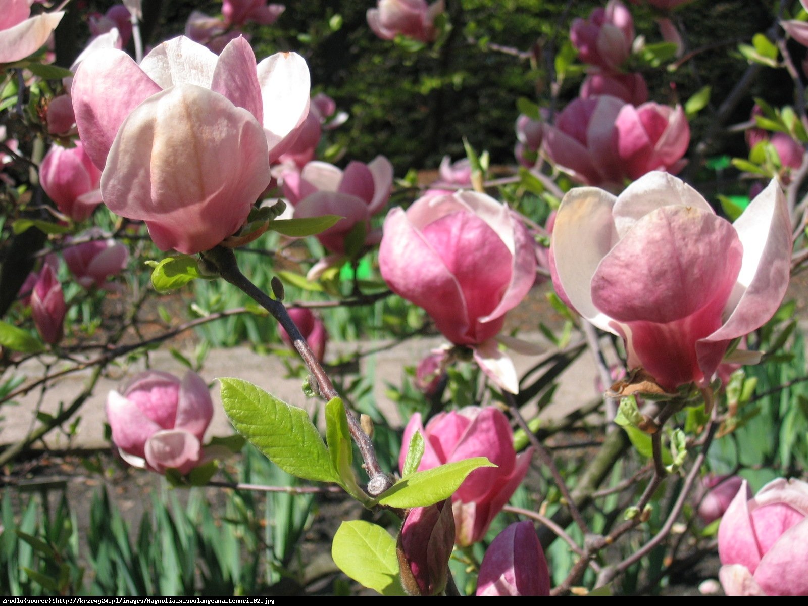 Magnolia Soulangea Lennei - Magnolia Lennei