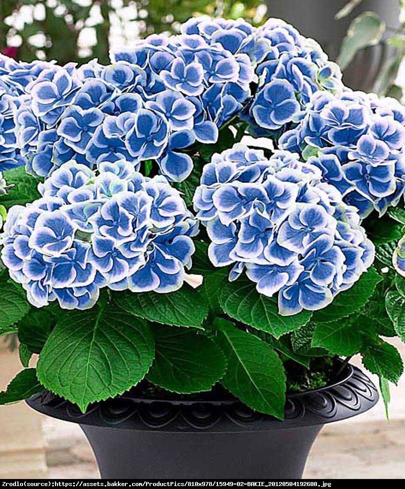 Hortensja ogrodowa Bavaria - wielobarwna - Hydrangea macrophylla Bavaria - bicolor