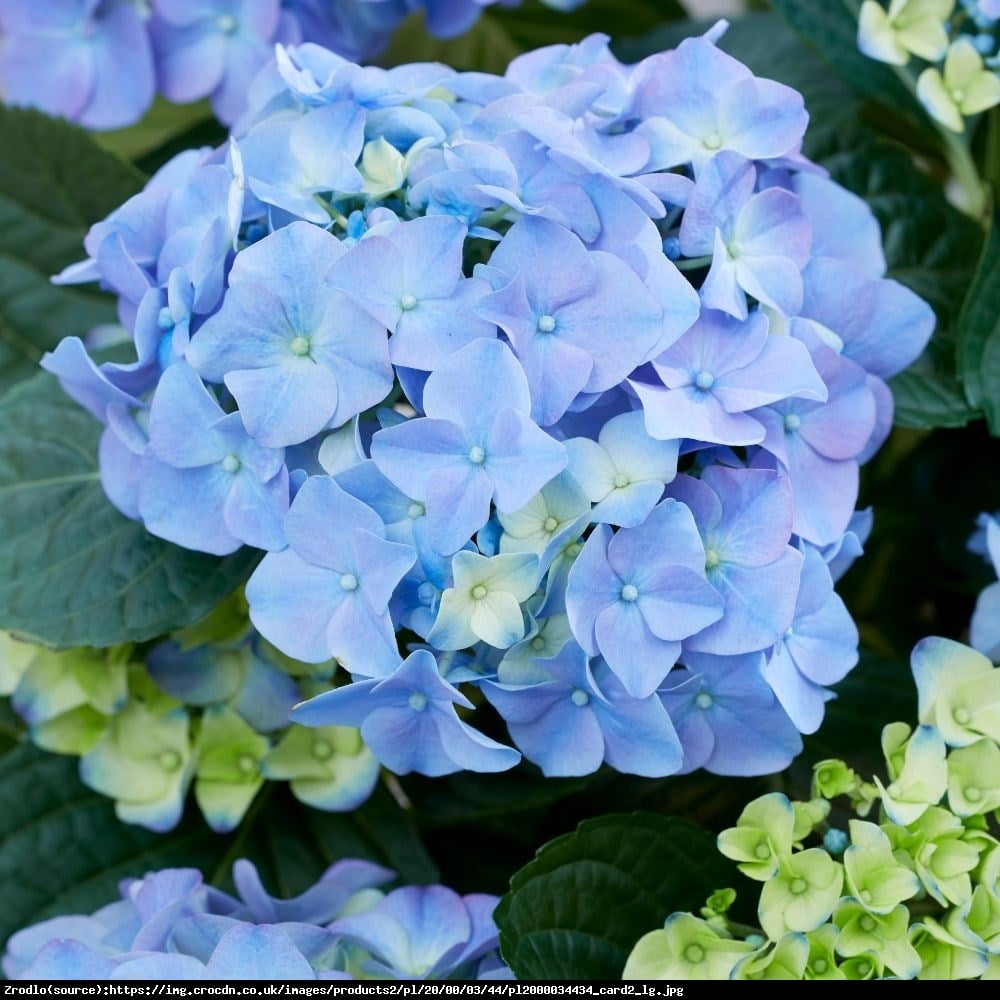 Hortensja ogrodowa Early Blue - Hydrangea macrophylla Early Blue