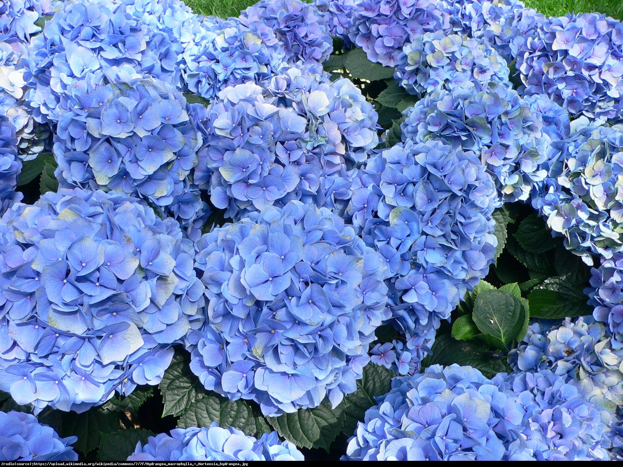 Hortensja ogrodowa Early Blue - Hydrangea macrophylla Early Blue