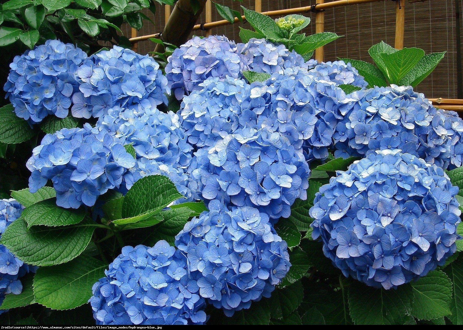 Hortensja ogrodowa Early Blue - Hydrangea macrophylla Early Blue