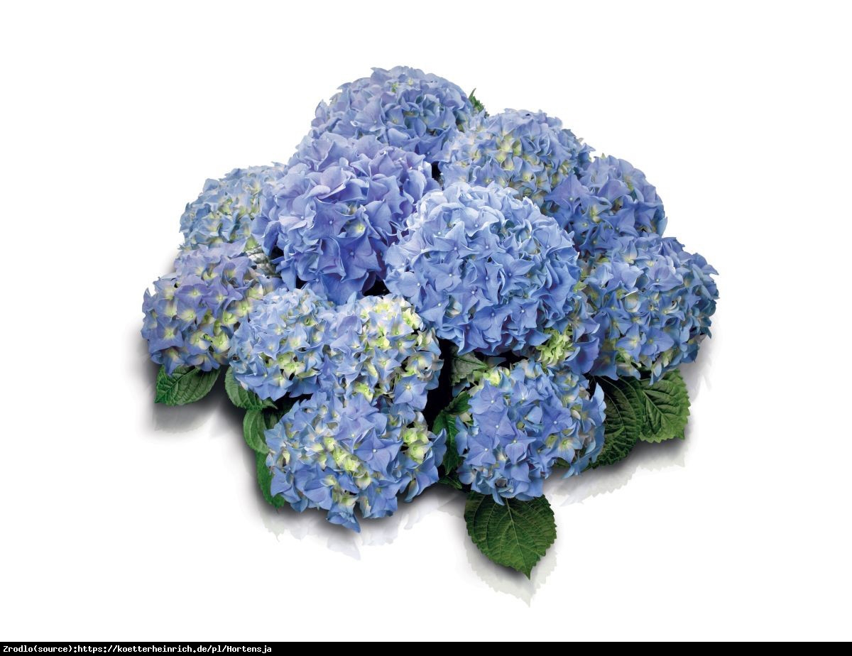 Hortensja ogrodowa Early Blue - Hydrangea macrophylla Early Blue