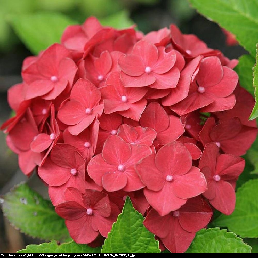 Hortensja ogrodowa Hot Red - Hydrangea macrophylla Hot Red