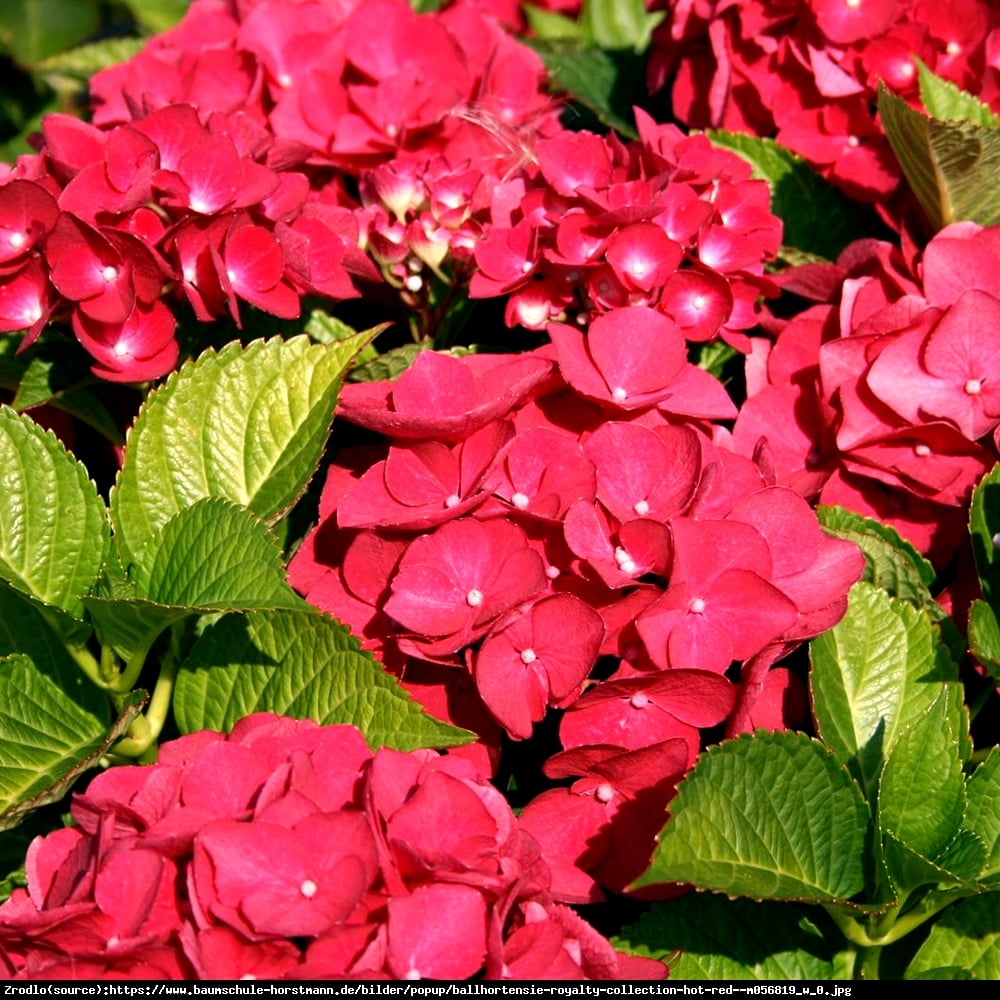 Hortensja ogrodowa Hot Red - Hydrangea macrophylla Hot Red