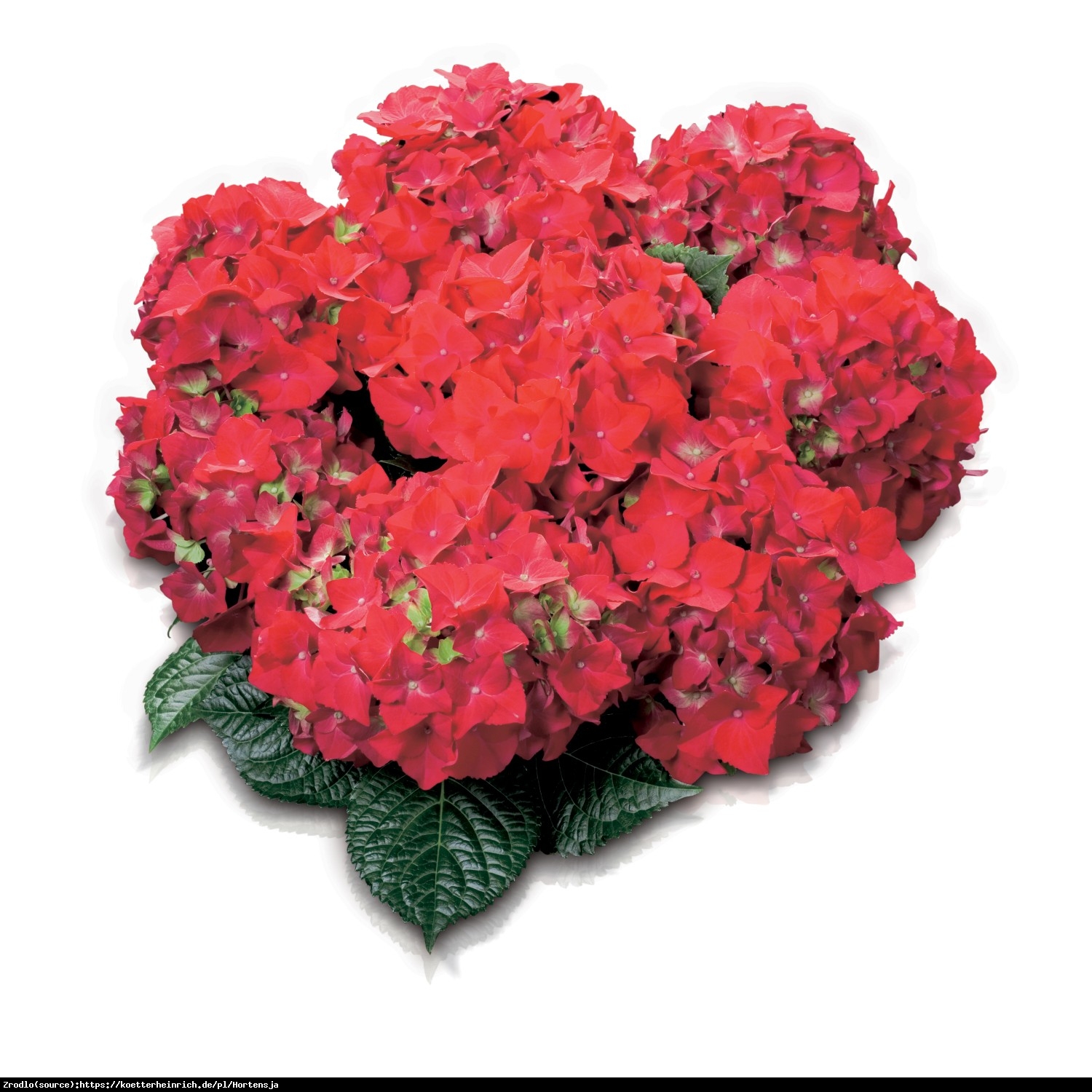Hortensja ogrodowa Hot Red - Hydrangea macrophylla Hot Red
