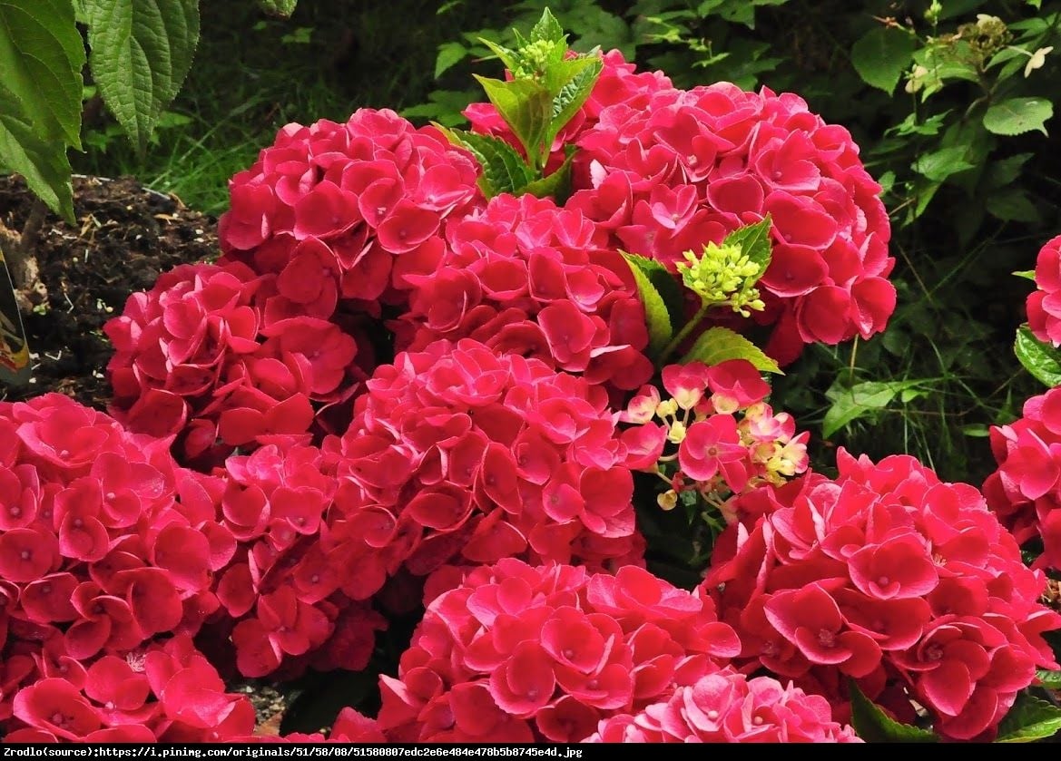 Hortensja ogrodowa Red Beauty  - Hydrangea macrophylla Red Beauty 