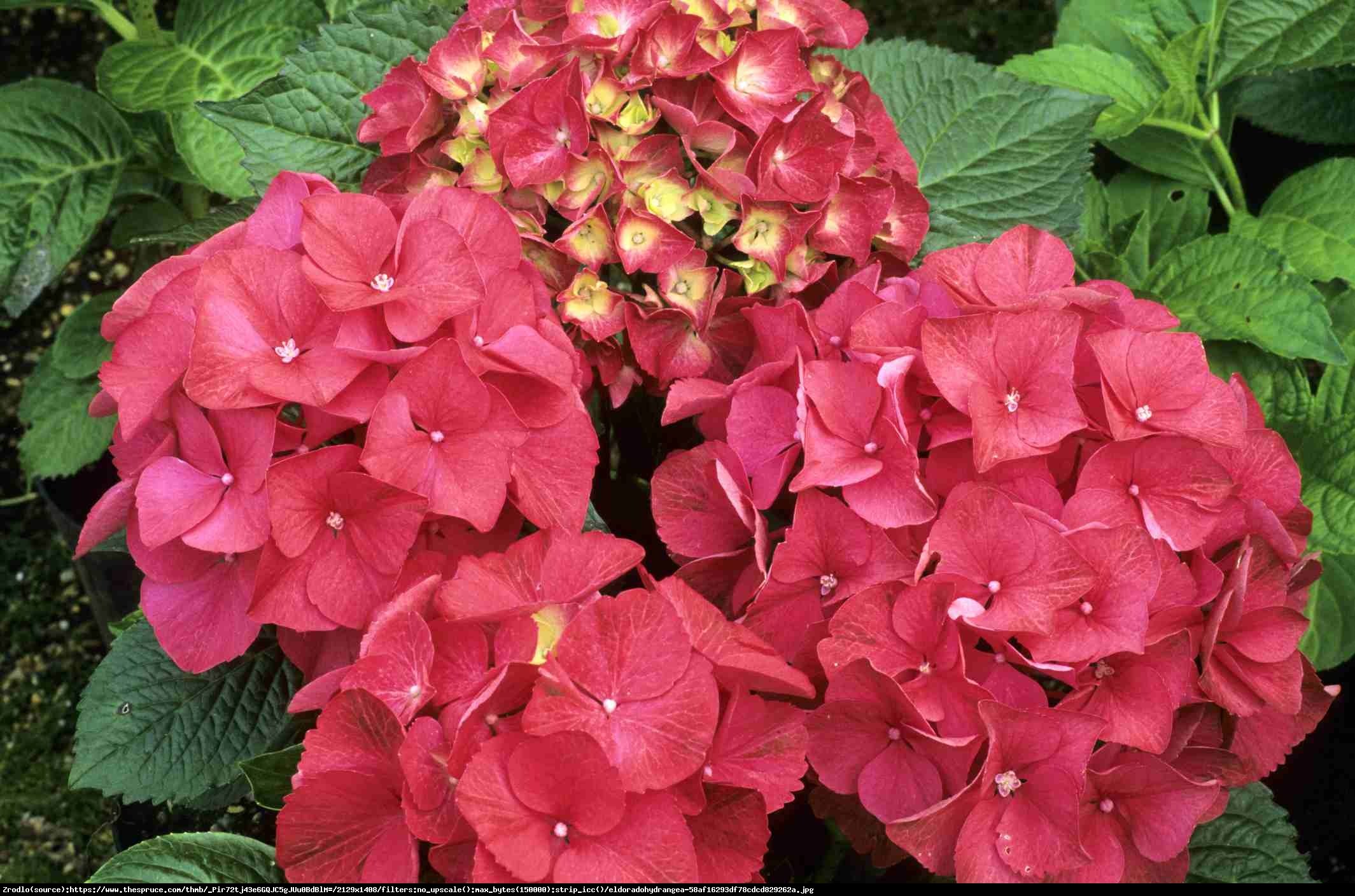 Hortensja ogrodowa Red Beauty  - Hydrangea macrophylla Red Beauty 