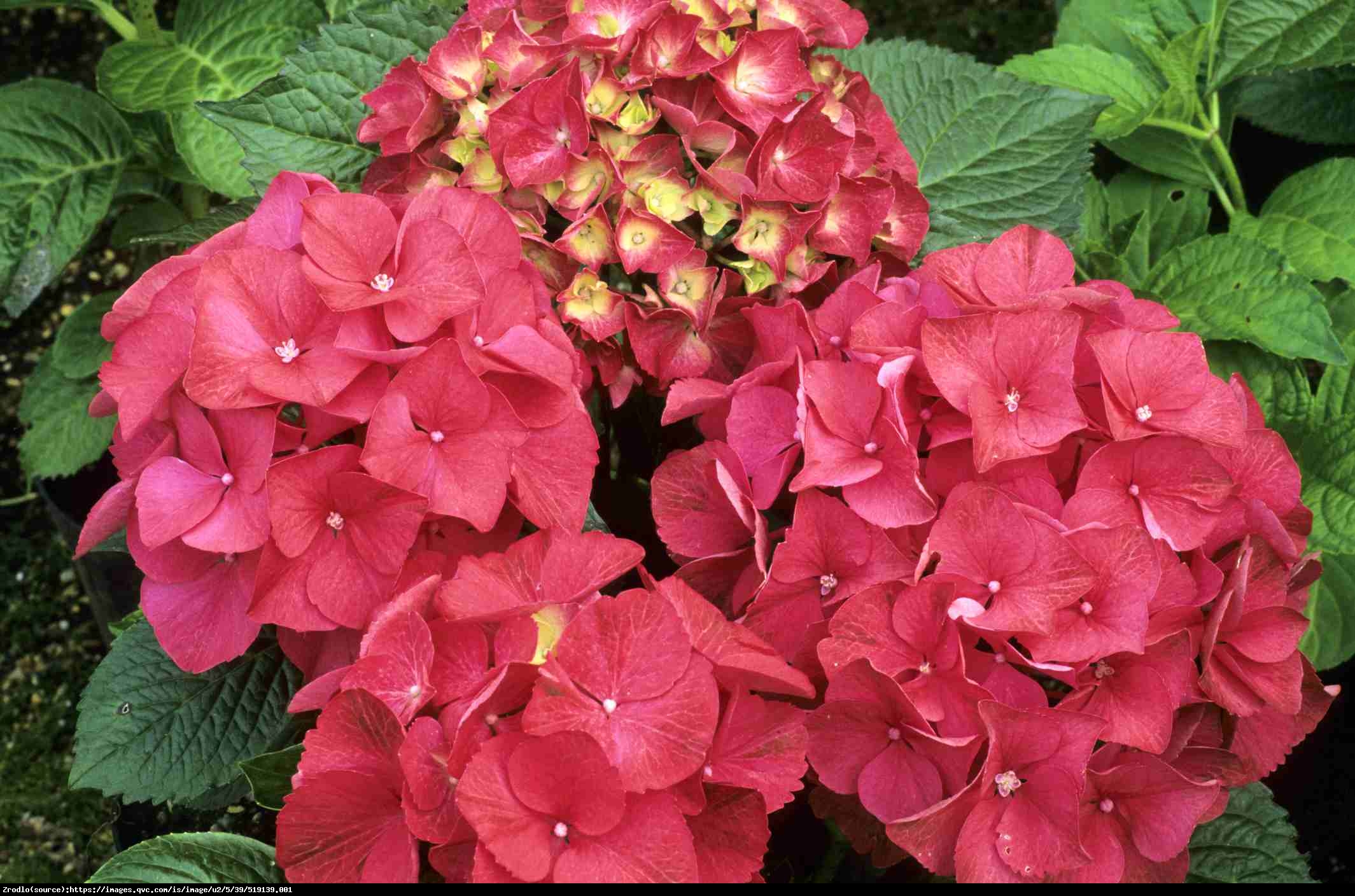 Hortensja ogrodowa Red Beauty  - Hydrangea macrophylla Red Beauty 