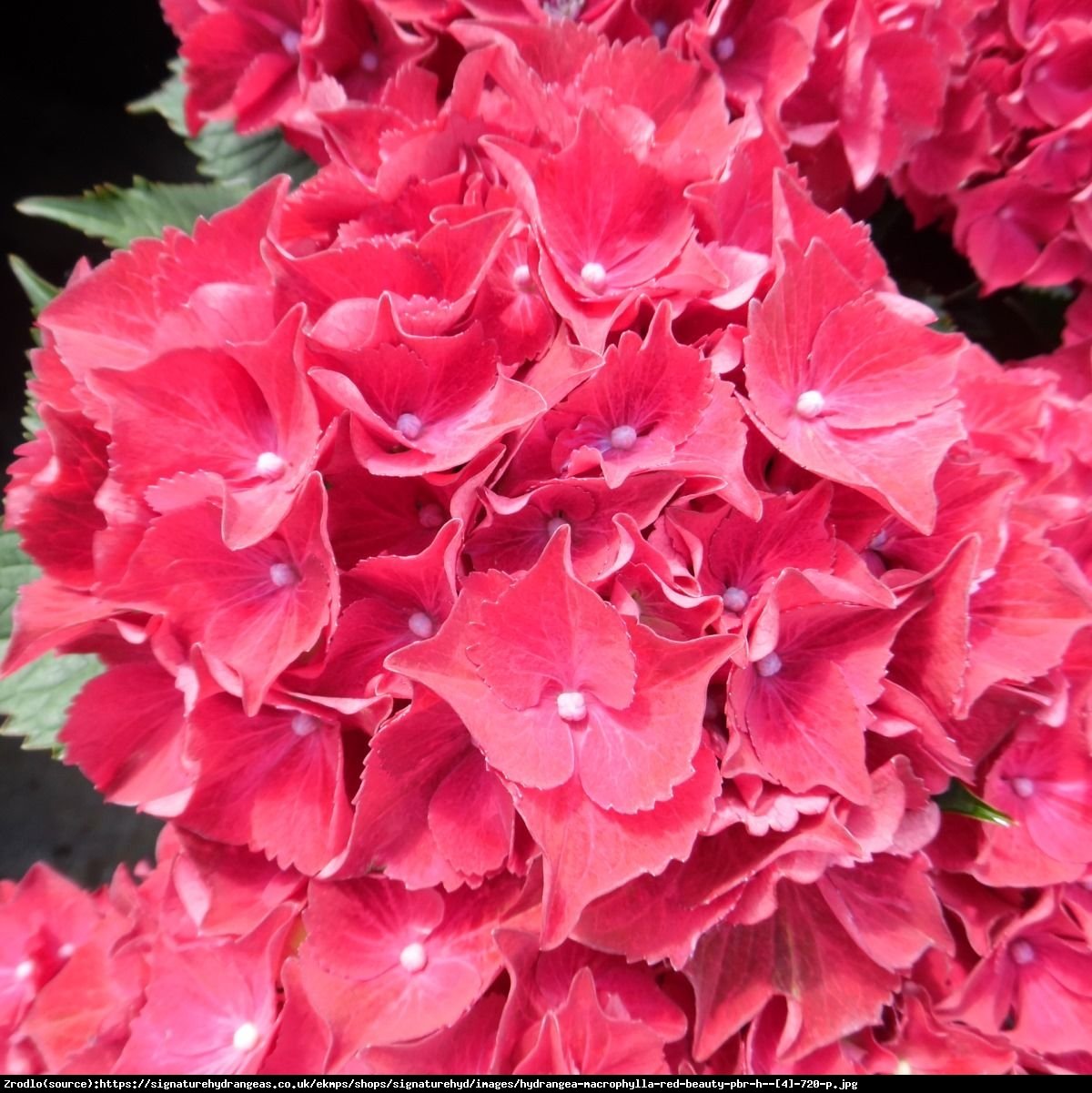 Hortensja ogrodowa Red Beauty  - Hydrangea macrophylla Red Beauty 