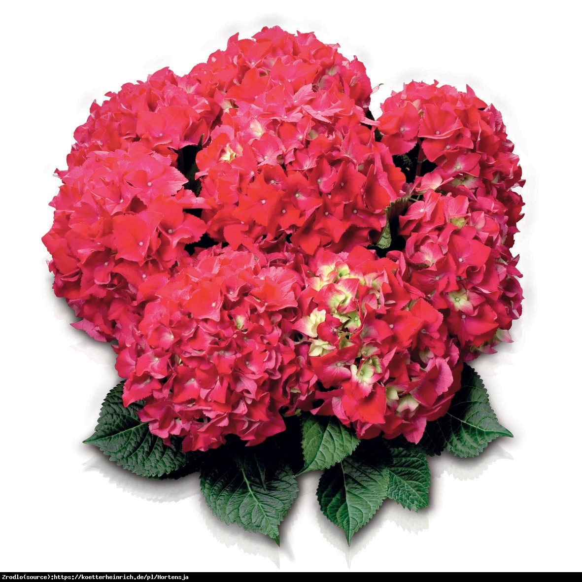Hortensja ogrodowa Red Beauty  - Hydrangea macrophylla Red Beauty 