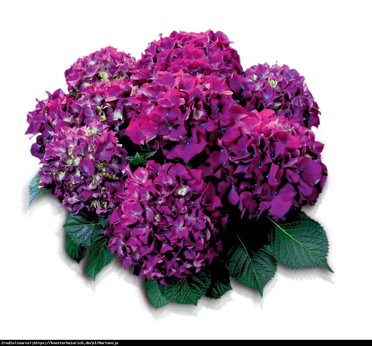 Hortensja ogrodowa Red Beauty Lila  - Hydrangea macrophylla Red Beauty Lila 