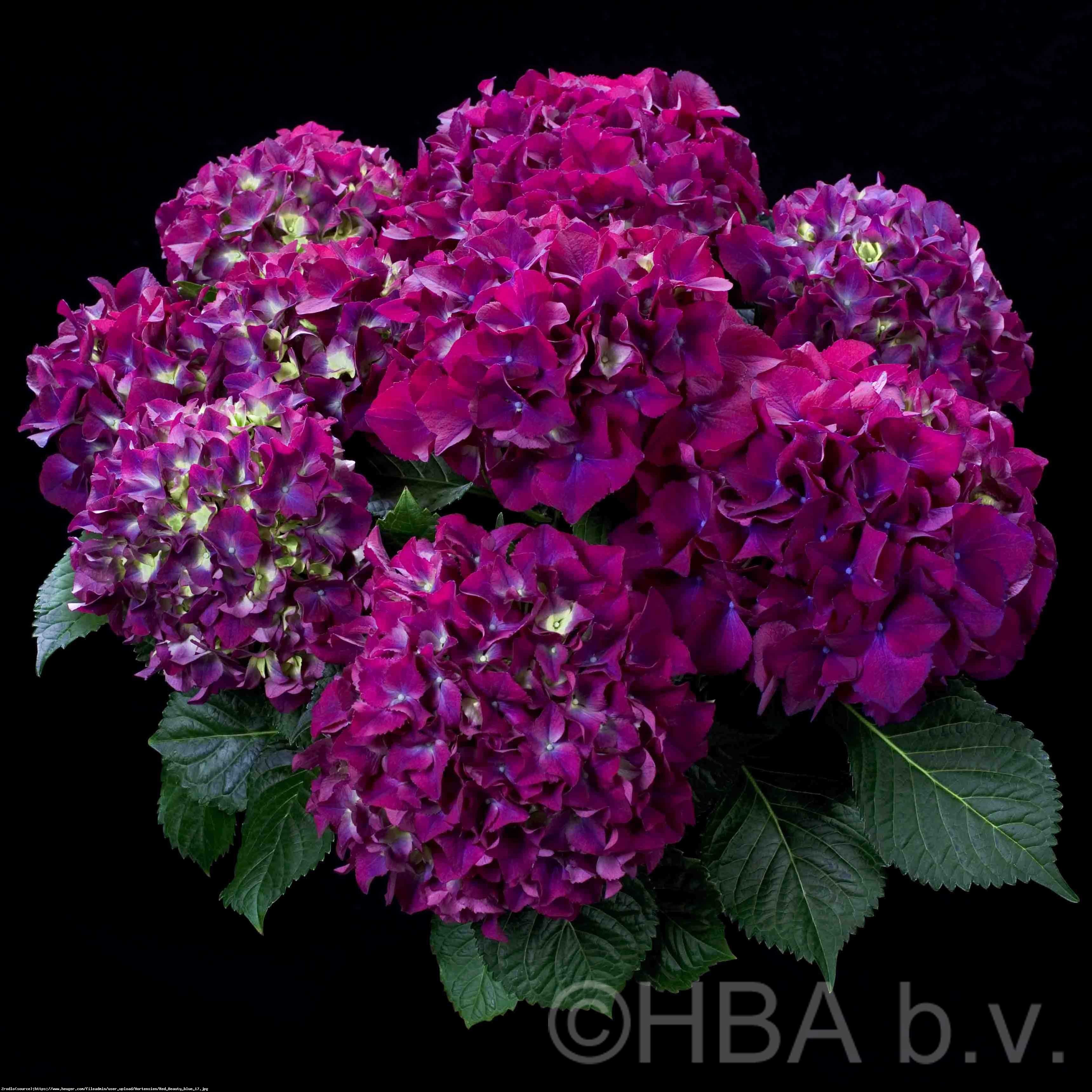 Hortensja ogrodowa Red Beauty Lila  - Hydrangea macrophylla Red Beauty Lila 