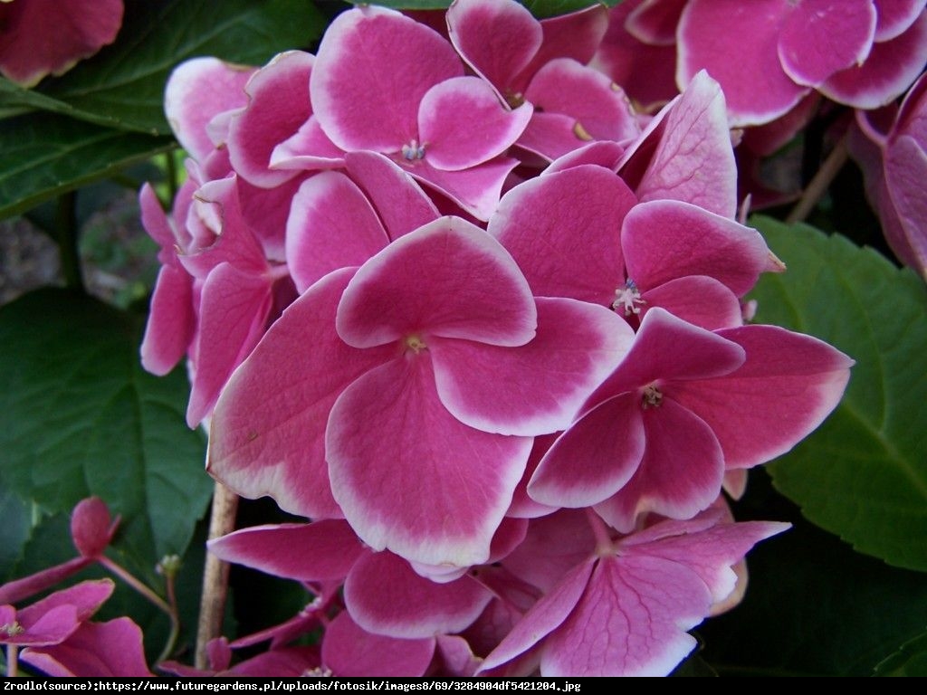 Hortensja ogrodowa Tivoli rosa  - Hydrangea macrophylla Tivoli rosa 