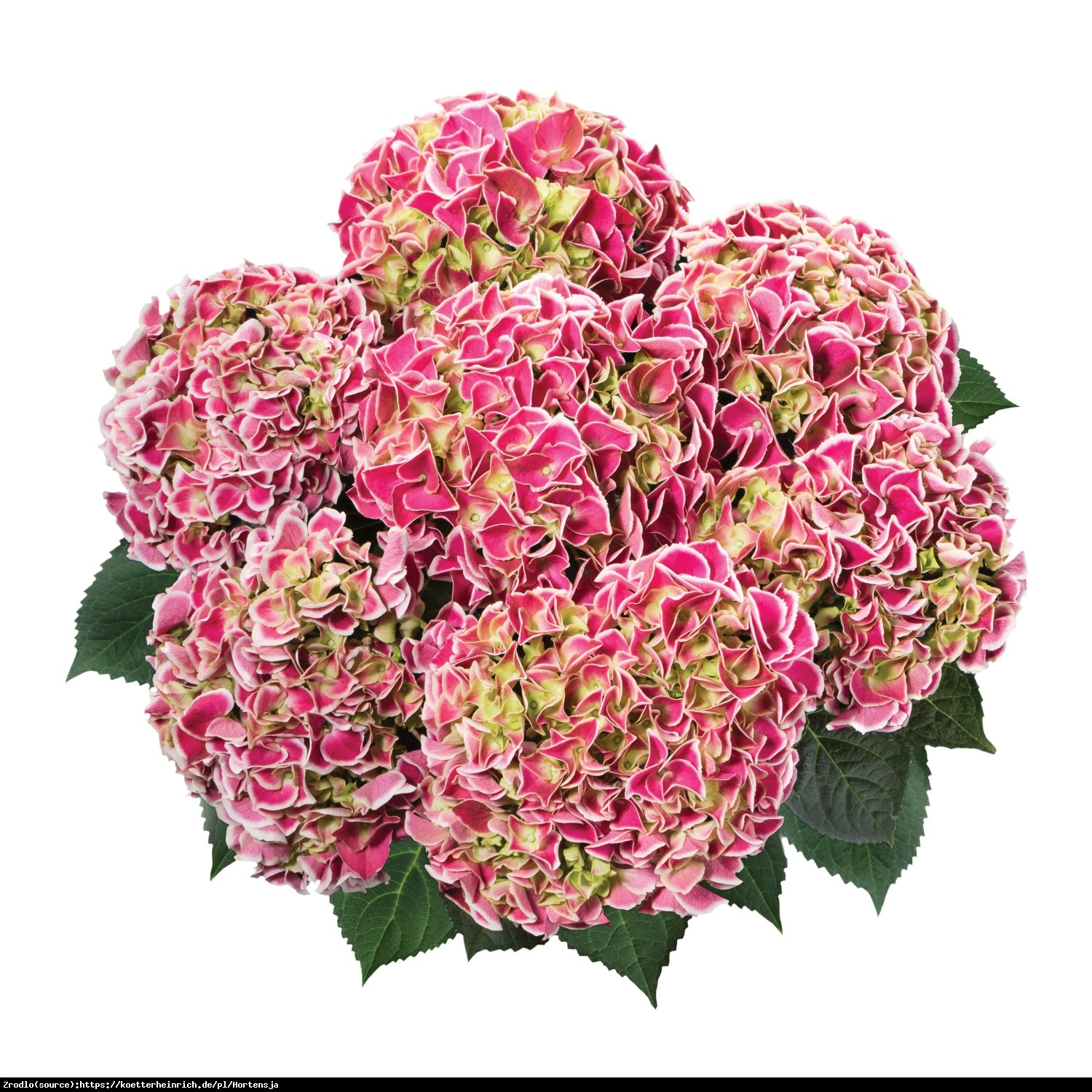 Hortensja ogrodowa Tivoli rosa  - Hydrangea macrophylla Tivoli rosa 