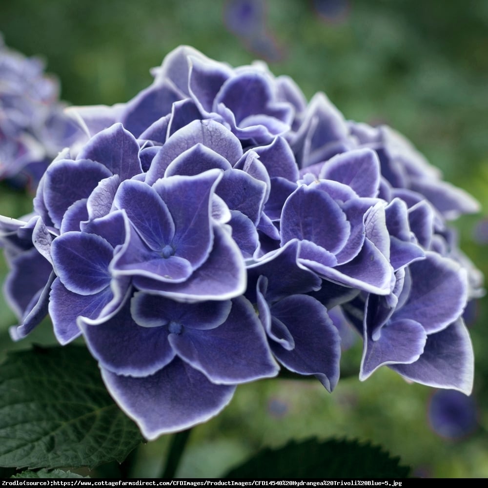 Hortensja ogrodowa Tivoli blau  - Hydrangea macrophylla  Tivoli blau 