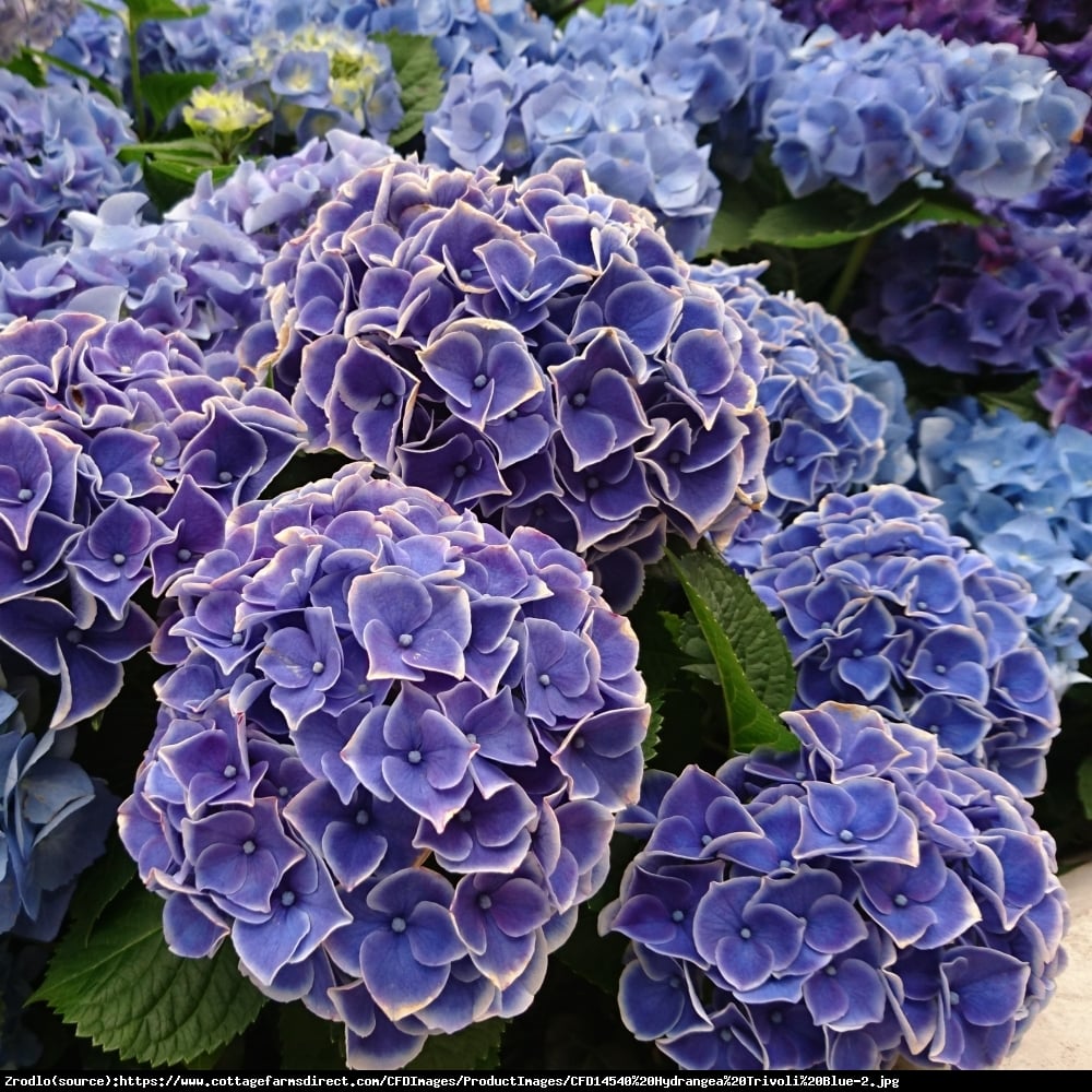 Hortensja ogrodowa Tivoli blau  - Hydrangea macrophylla  Tivoli blau 