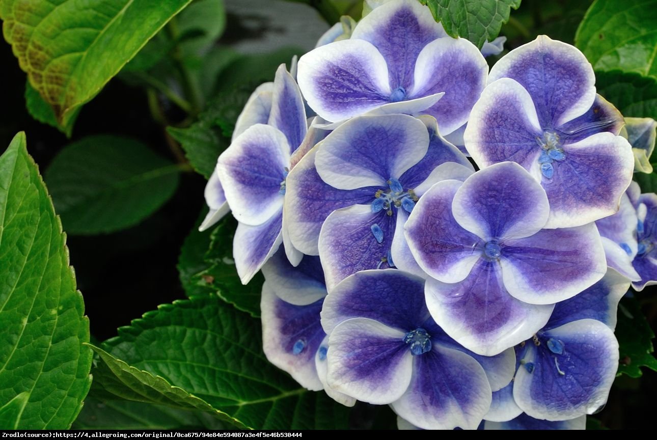 Hortensja ogrodowa Tivoli blau  - Hydrangea macrophylla  Tivoli blau 