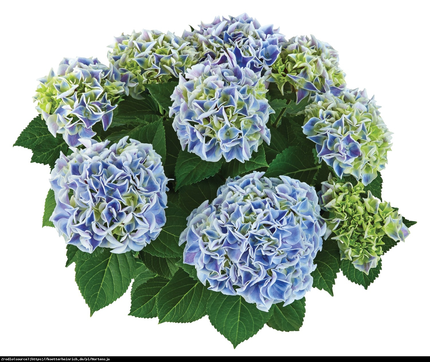 Hortensja ogrodowa Tivoli blau  - Hydrangea macrophylla  Tivoli blau 