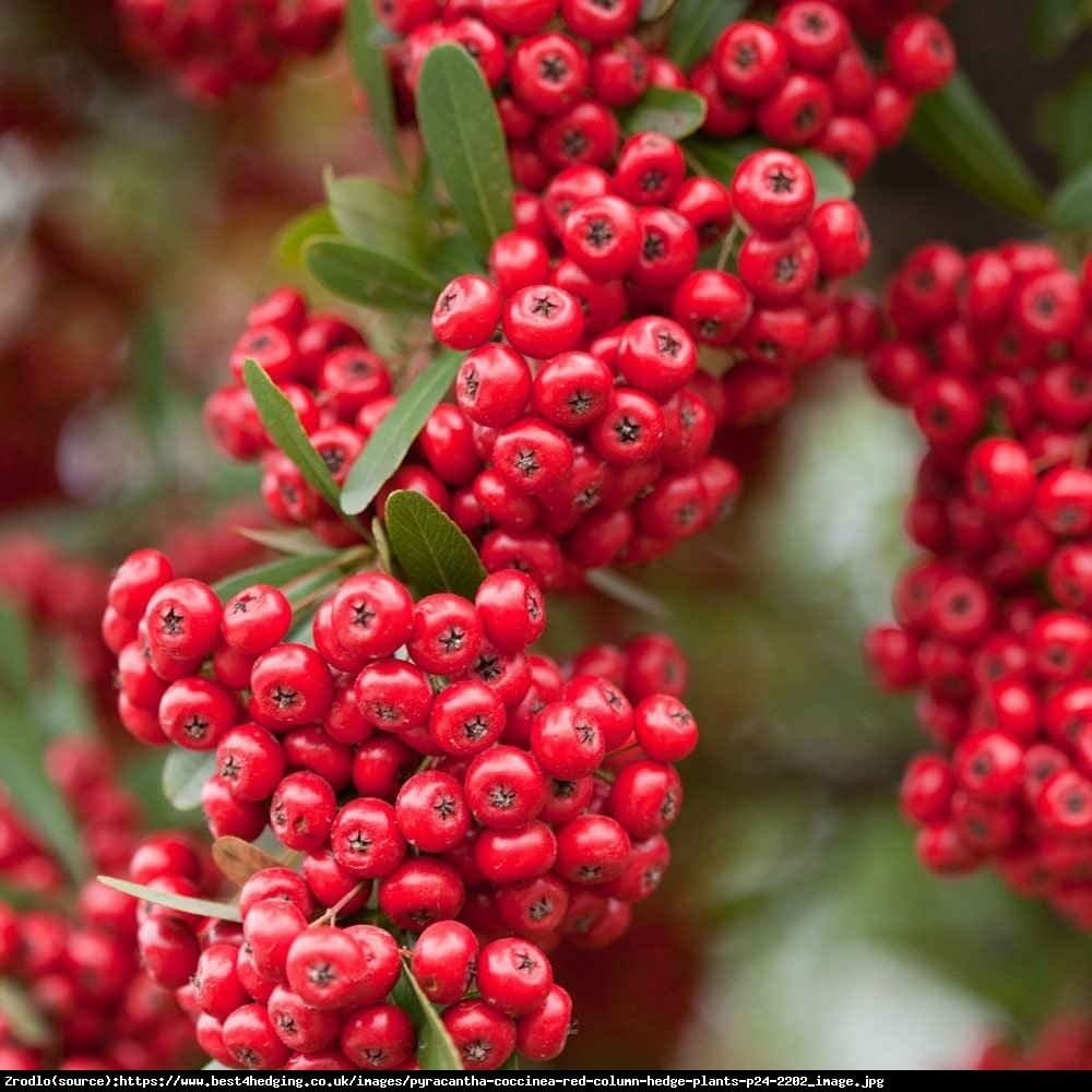 Ognik szkarłatny odmiana Kuntayi - Pyracantha coccinea var. kuntayi