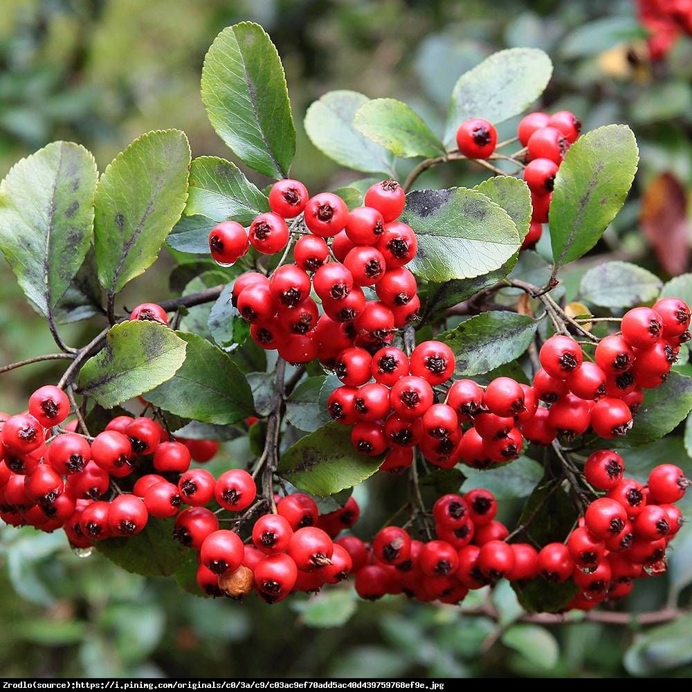 Ognik szkarłatny odmiana Kuntayi - Pyracantha coccinea var. kuntayi