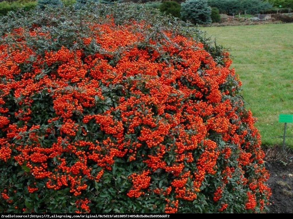 Ognik szkarłatny odmiana Kuntayi - Pyracantha coccinea var. kuntayi