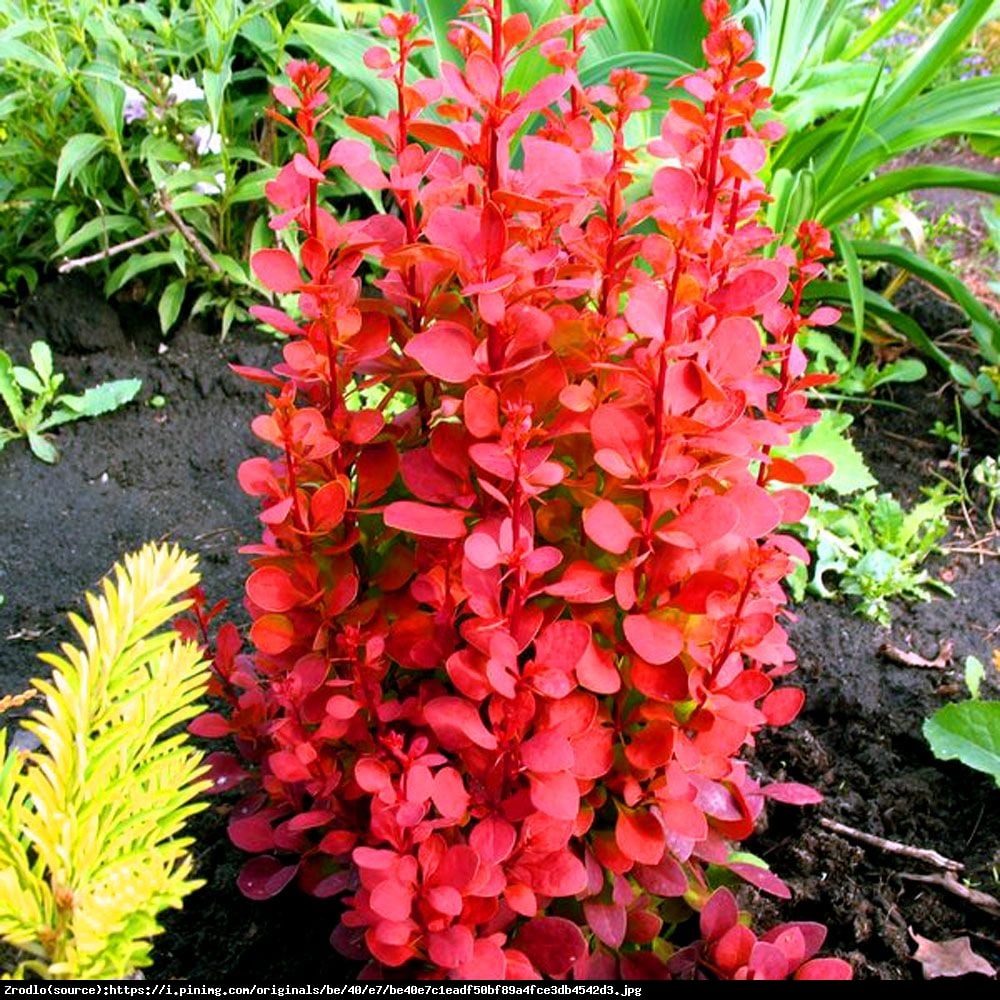 Berberys Orange Pillar  - Berberis thunbergii Orange Pillar