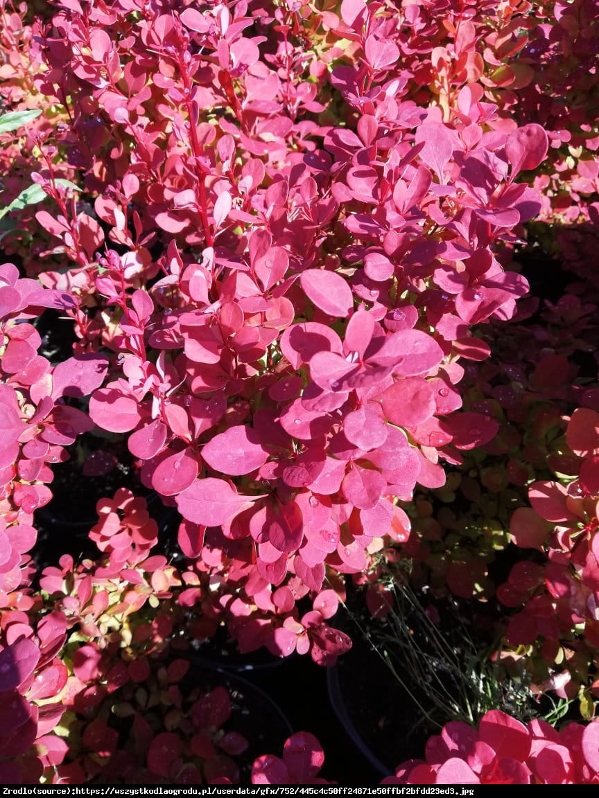 Berberys Orange Pillar  - Berberis thunbergii Orange Pillar