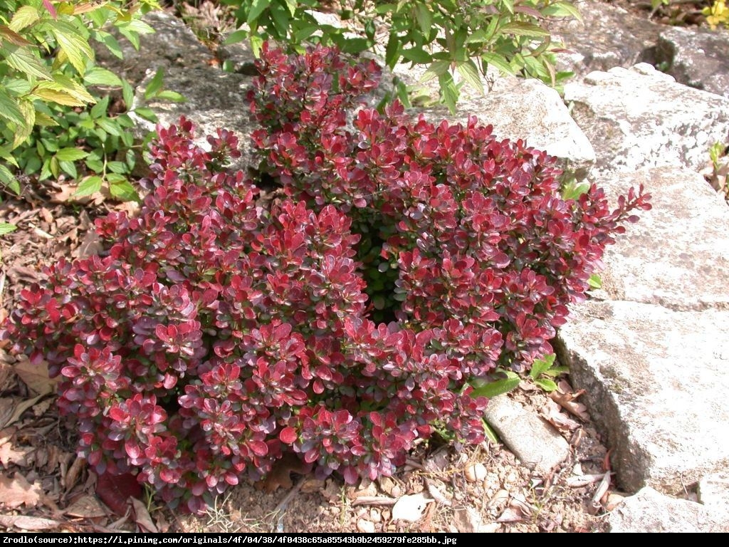 Berberys Atropurpurea Nana  - Berberis thunbergii  Atropurpurea Nana 