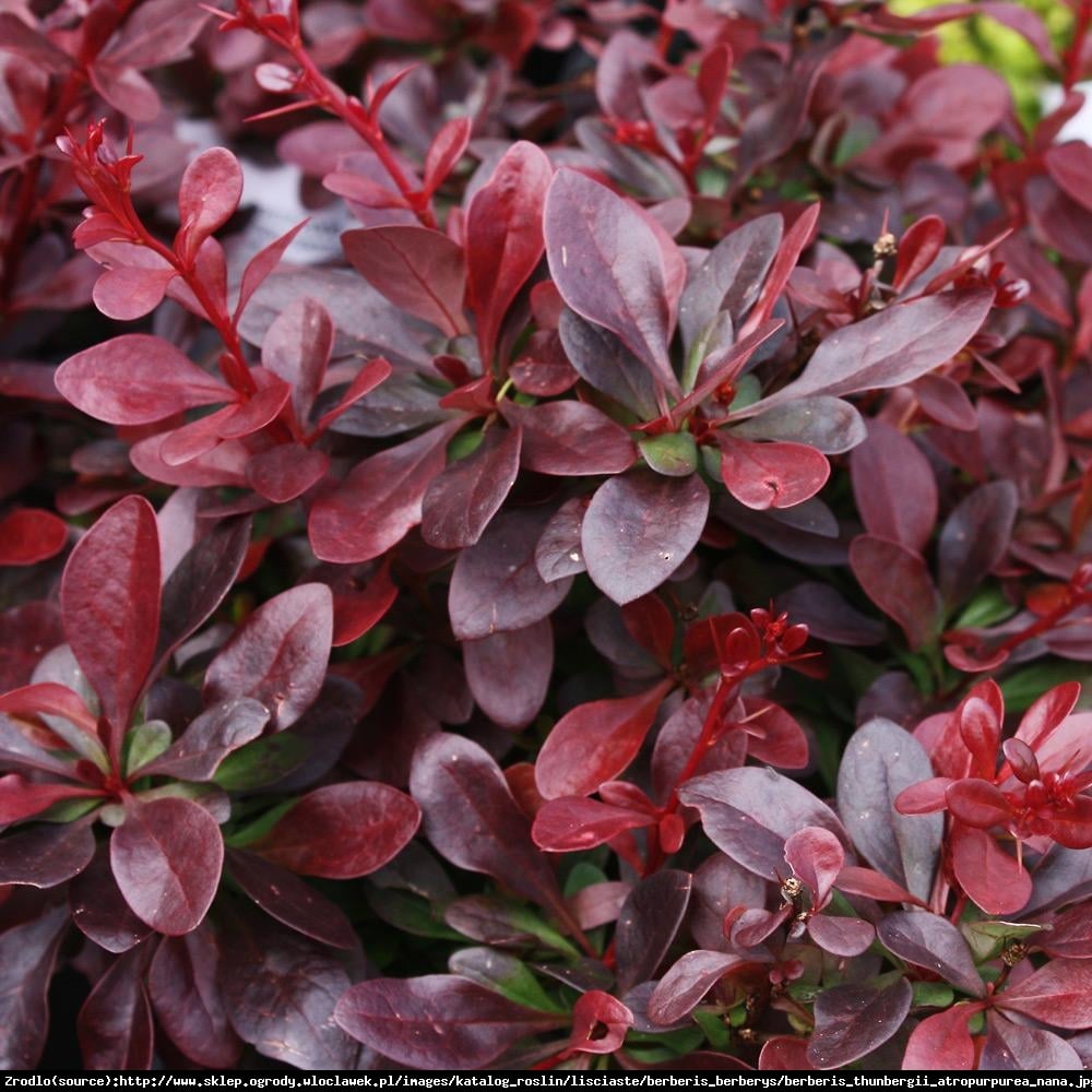 Berberys Atropurpurea Nana  - Berberis thunbergii  Atropurpurea Nana 