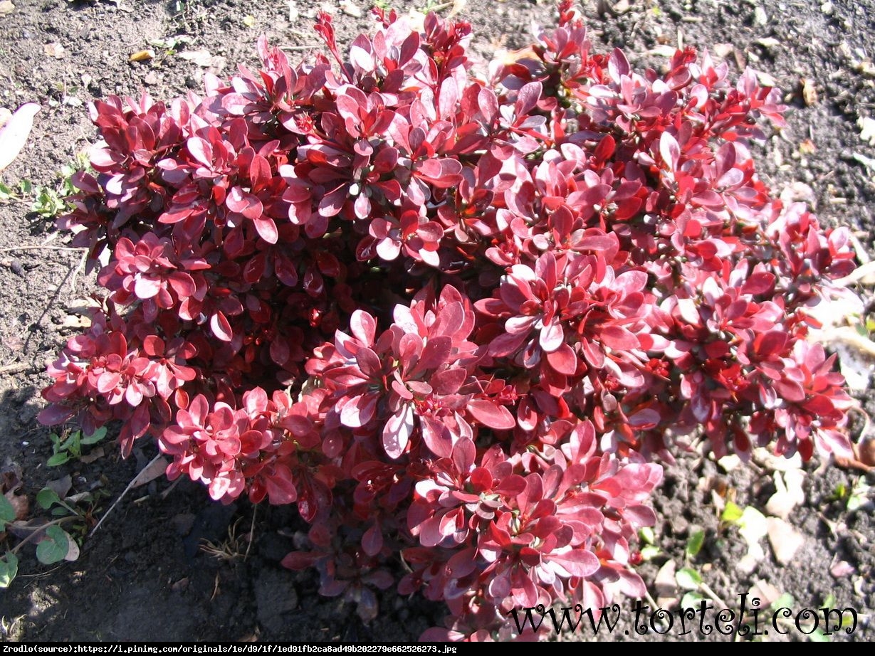 Berberys Atropurpurea Nana  - Berberis thunbergii  Atropurpurea Nana 