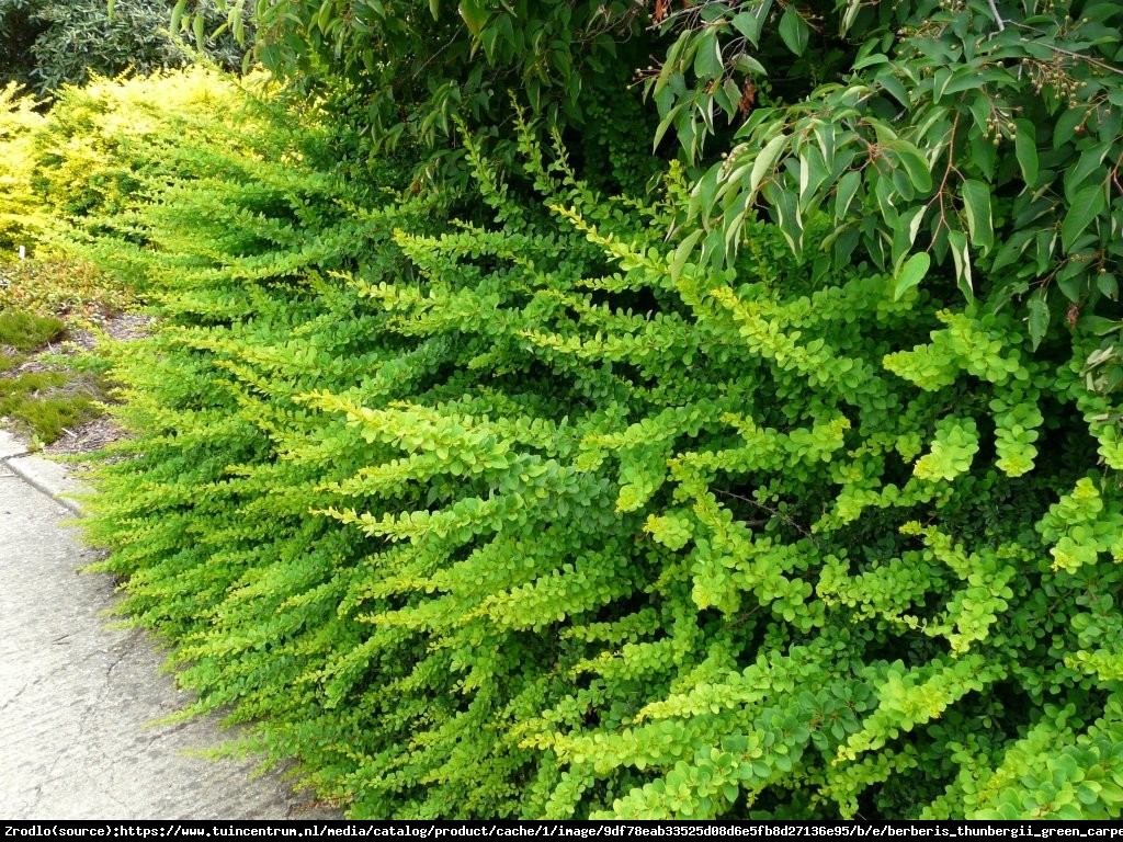 Berberys Green Carpet  - Berberis thunbergii  Green Carpet 