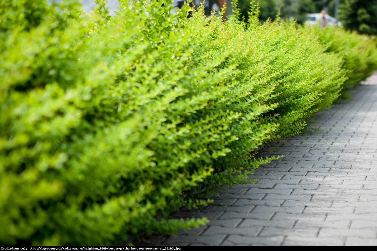 Berberys Green Carpet  - Berberis thunbergii  Green Carpet 