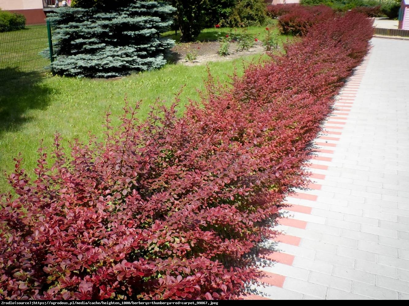 Berberys Red Carpet - Berberis thunbergii Red Carpet