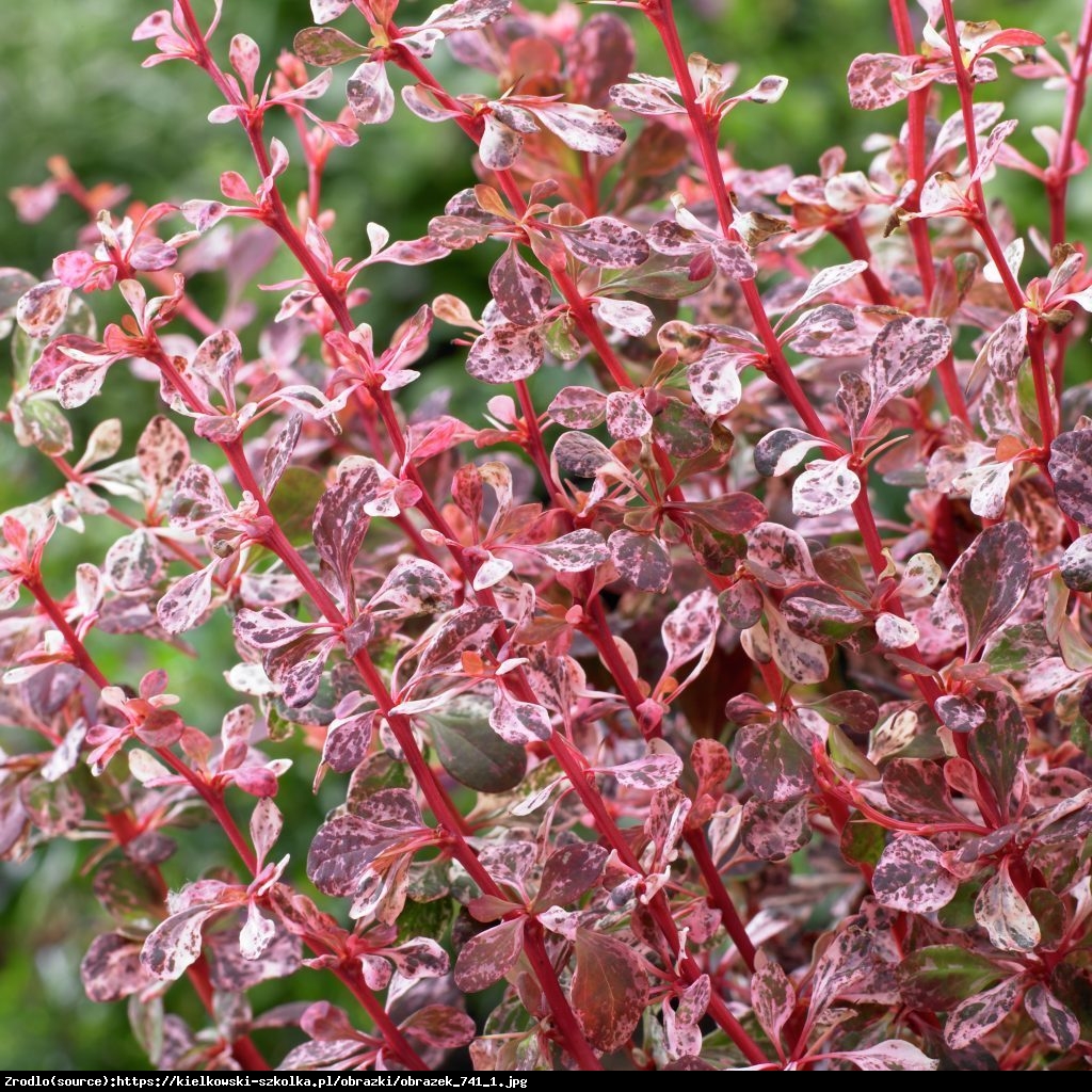 Berberys Red Carpet - Berberis thunbergii Red Carpet