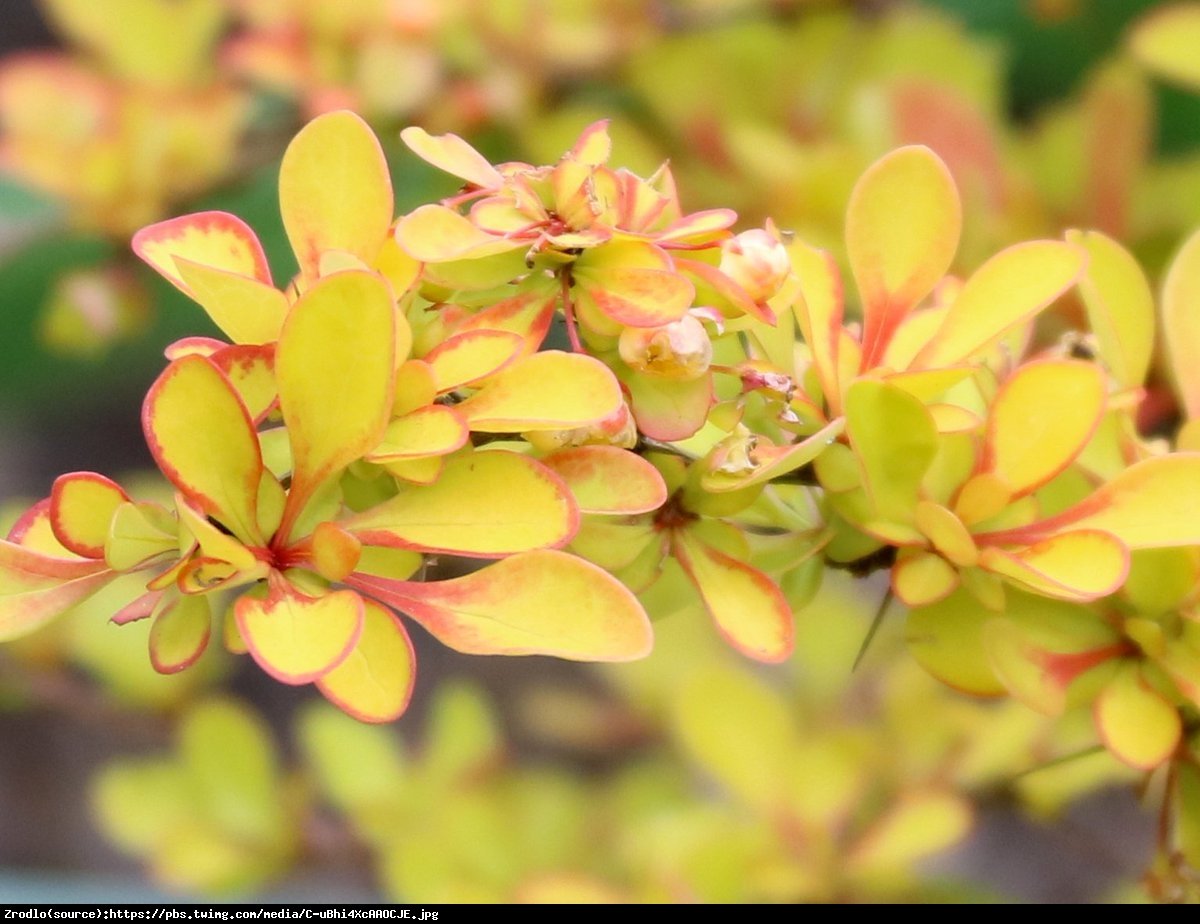 Berberys Diabolicum - Ognisty krzew - Berberis thunbergii  Diabolicum 