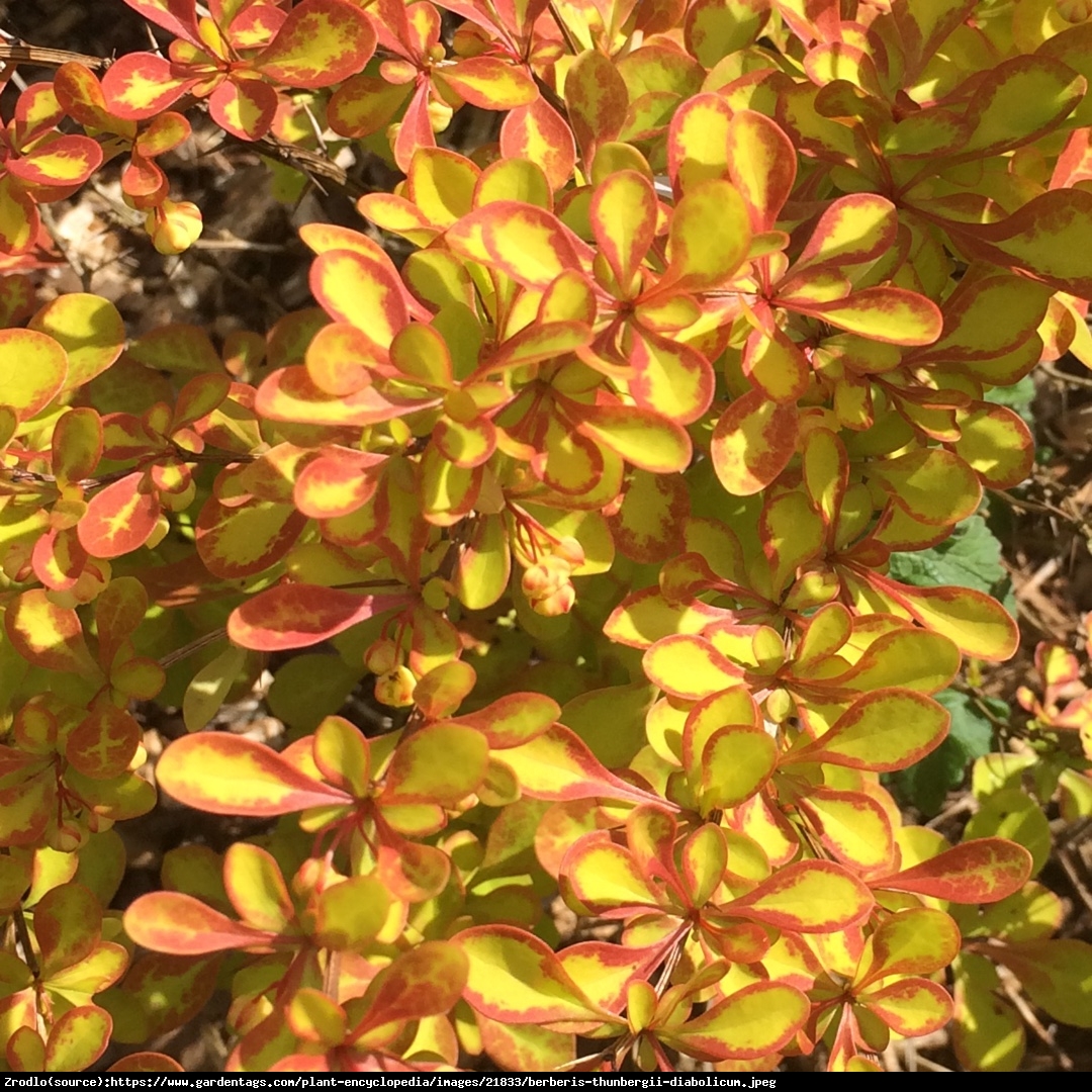 Berberys Diabolicum - Ognisty krzew - Berberis thunbergii  Diabolicum 