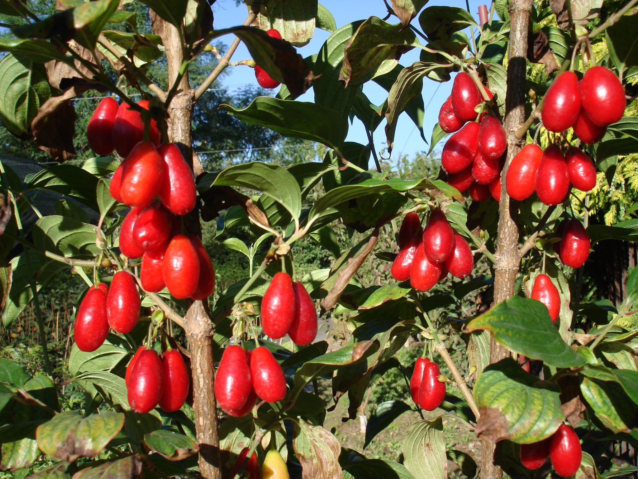 Dere Jadalny Tanio Cornus Mas Dere Jadalny Tanio Cornus Mas