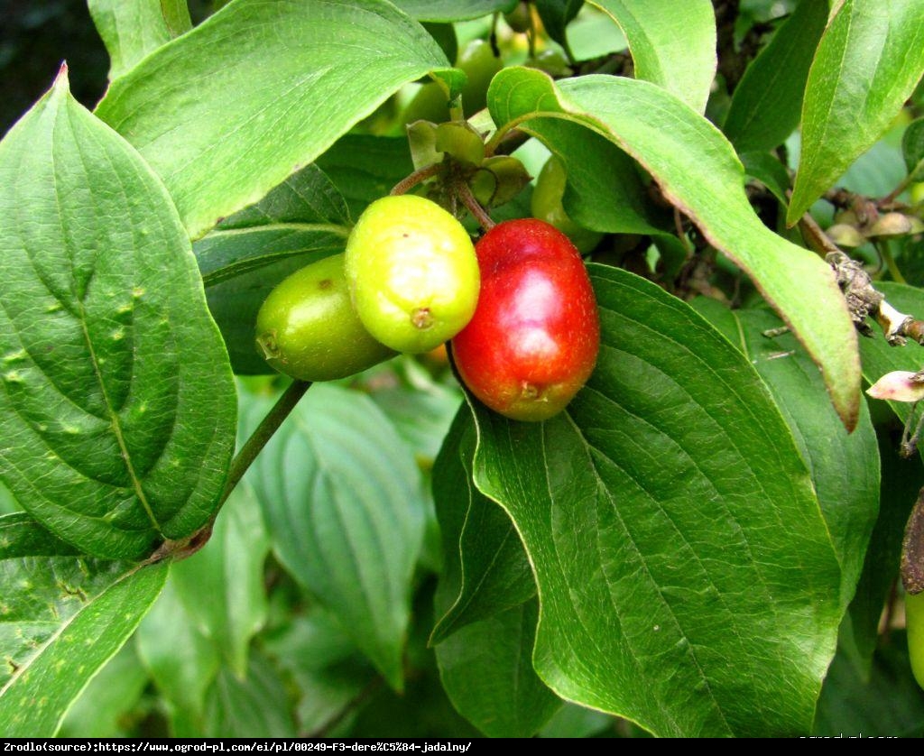 Dereń jadalny Tanio - Cornus mas