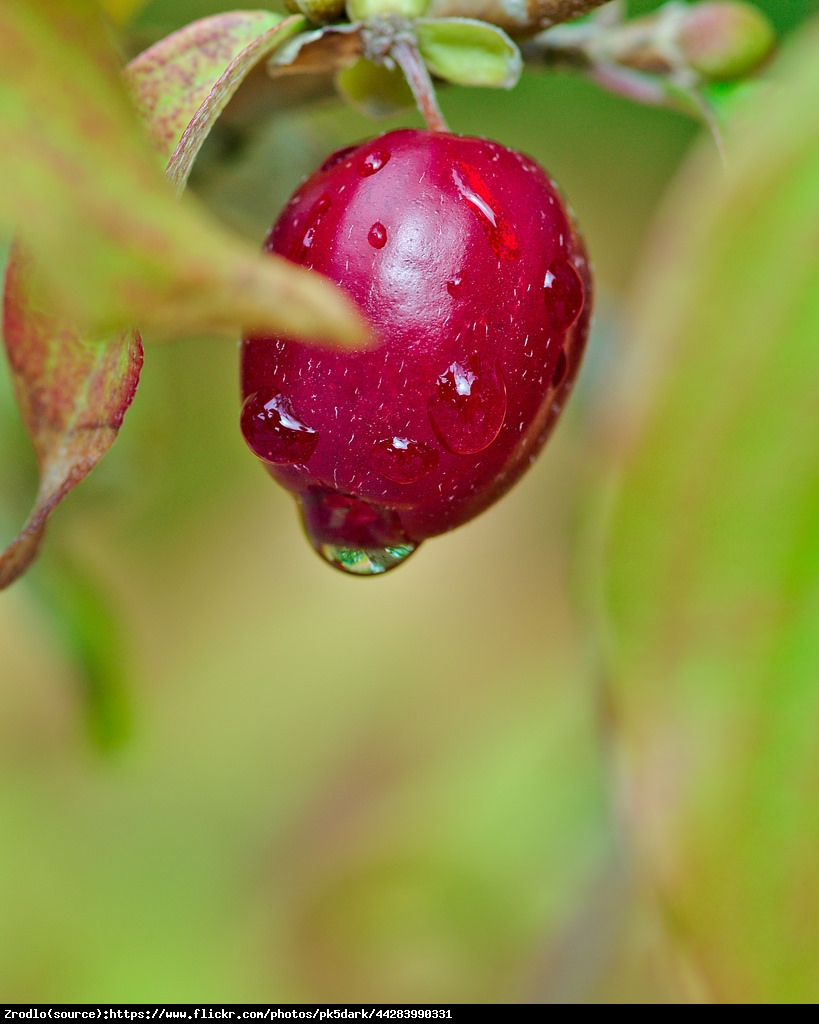 Dereń jadalny Tanio - Cornus mas