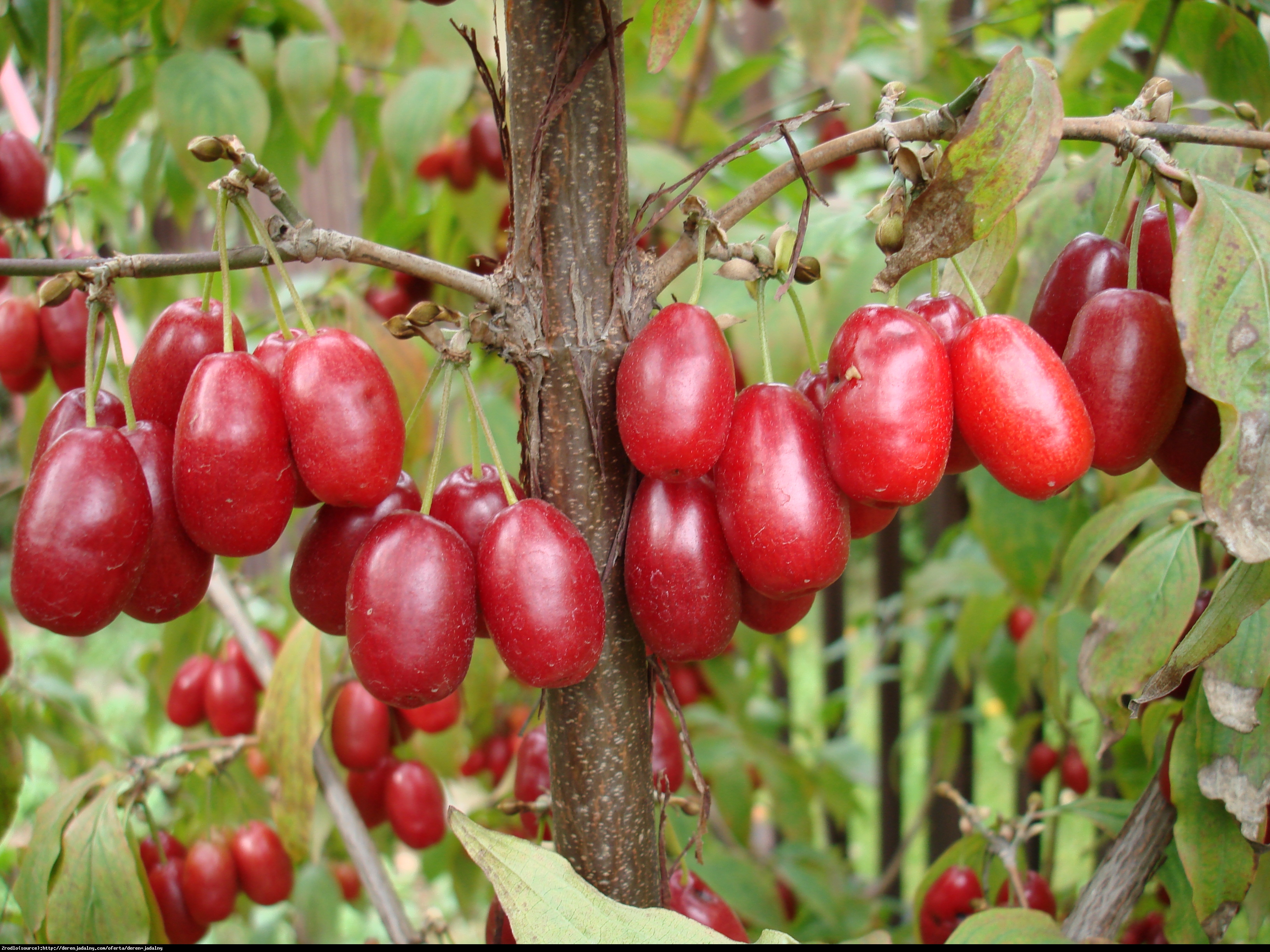 Dereń jadalny Tanio - Cornus mas