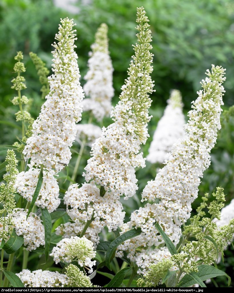 Budleja Dawida Nanho White  - Buddleja davidii  Nanho White 