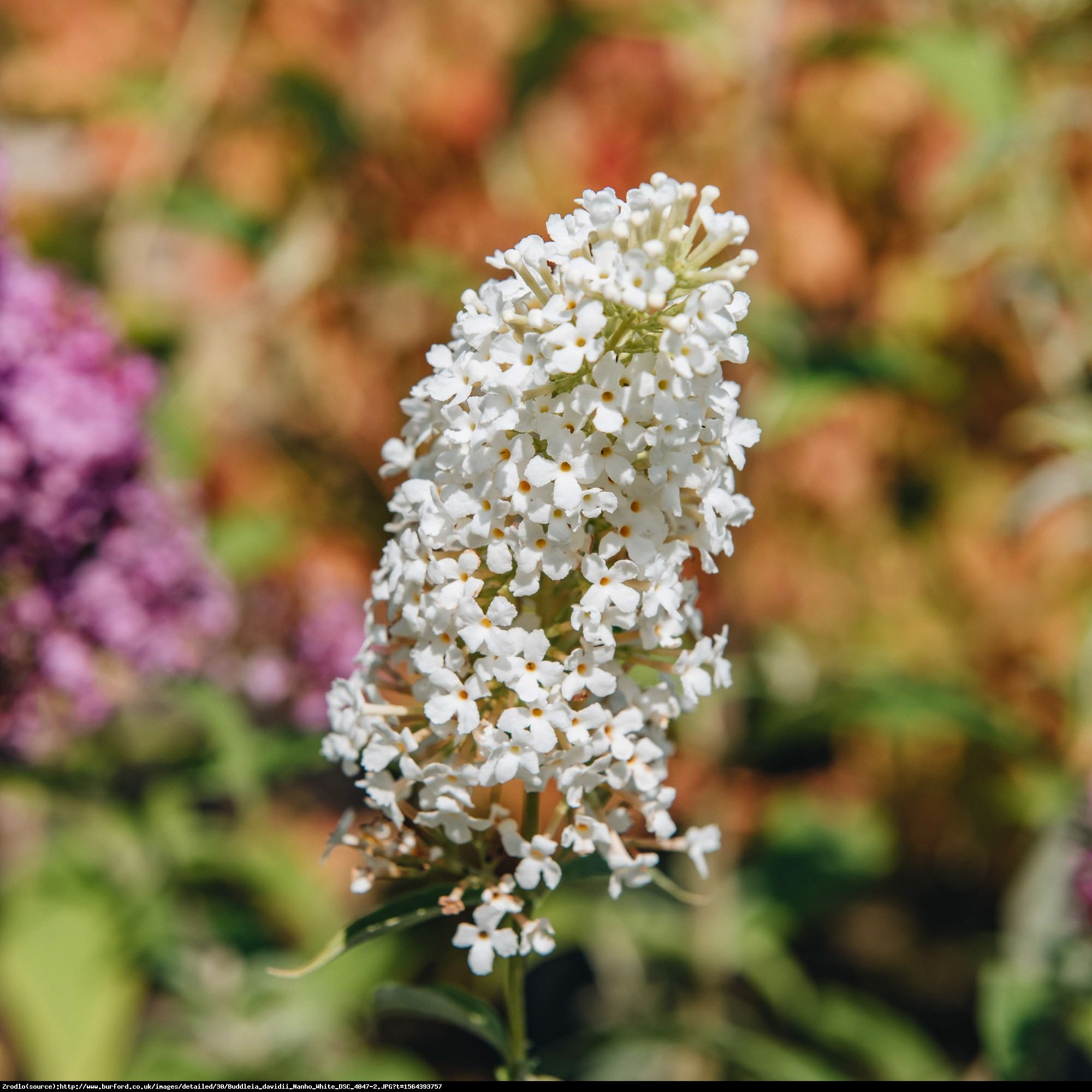 Budleja Dawida Nanho White  - Buddleja davidii  Nanho White 