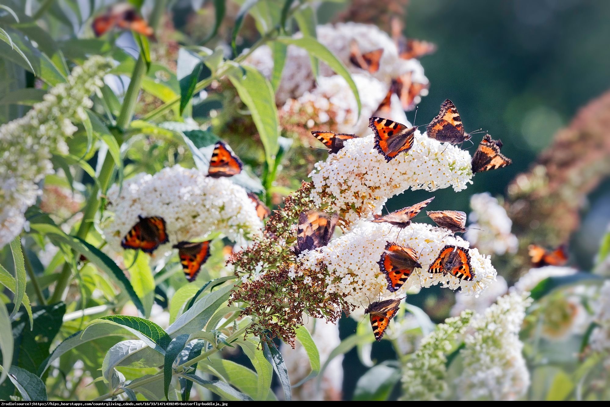 Budleja Dawida Nanho White  - Buddleja davidii  Nanho White 