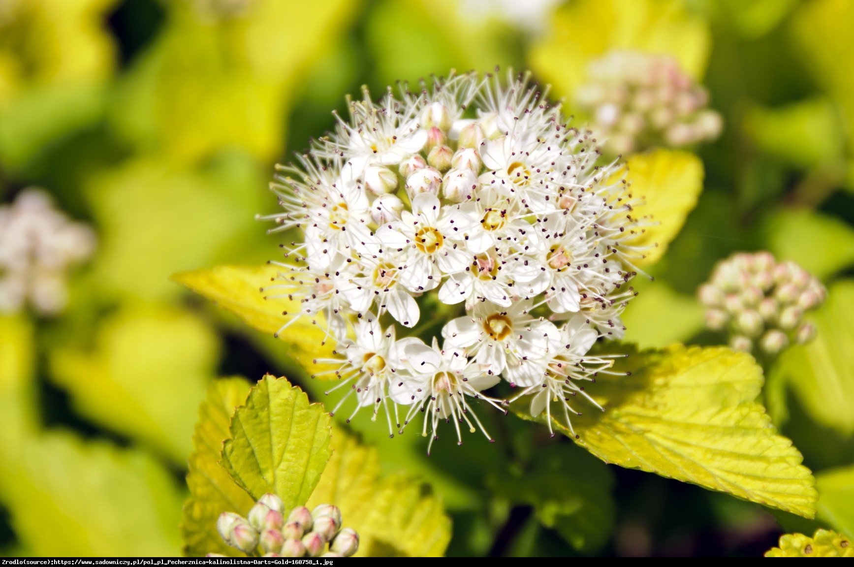 Pęcherznica kalinolistna Darts Gold  - Physocarpus opulifolius Darts Gold 