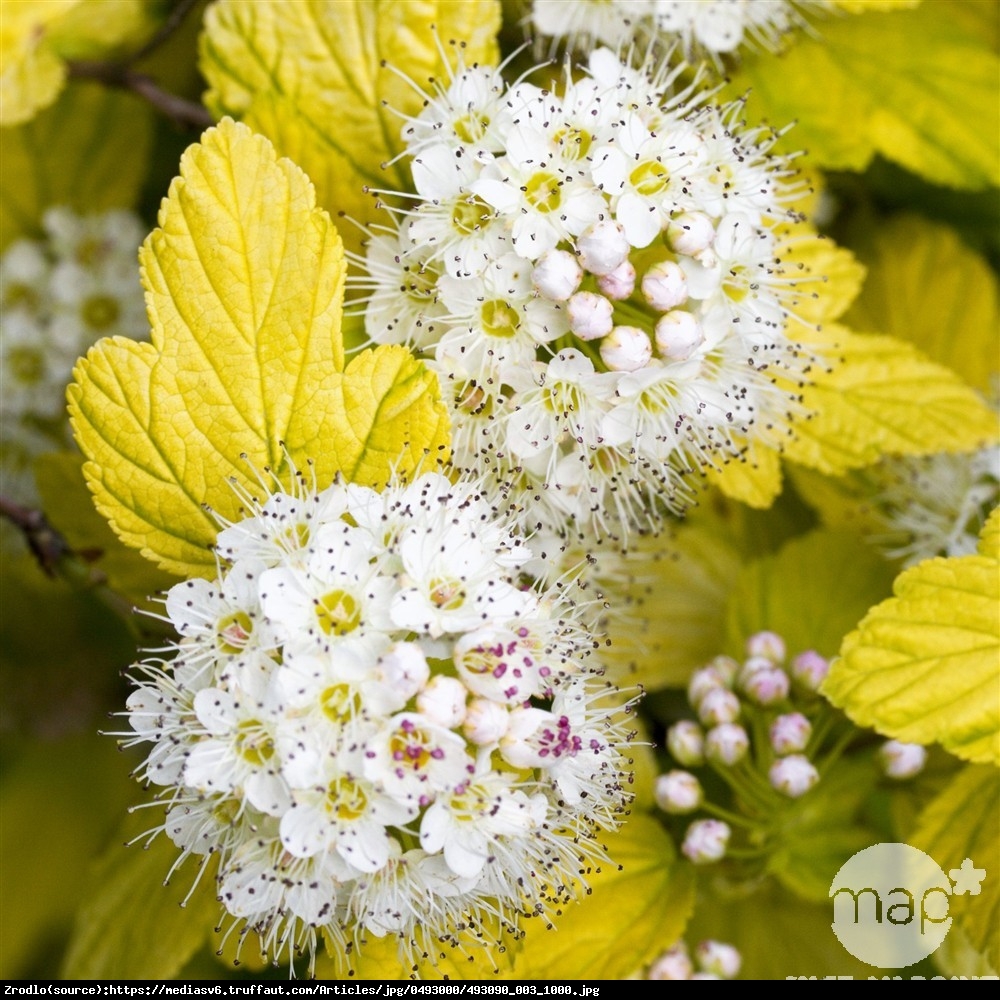 Pęcherznica kalinolistna Darts Gold  - Physocarpus opulifolius Darts Gold 