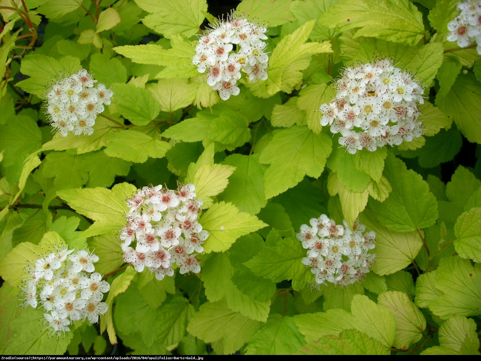 Pęcherznica kalinolistna Darts Gold  - Physocarpus opulifolius Darts Gold 