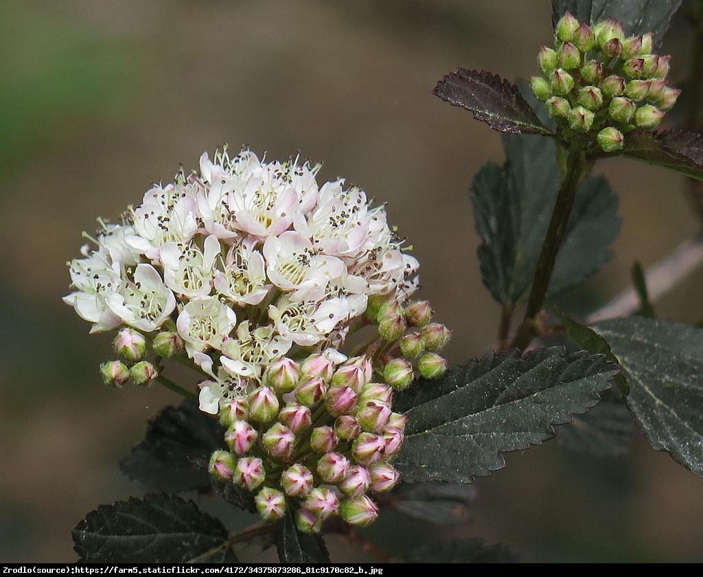 Pęcherznica kalinolistna Summer Wine - Physocarpus opulifolius SUMMER WINE