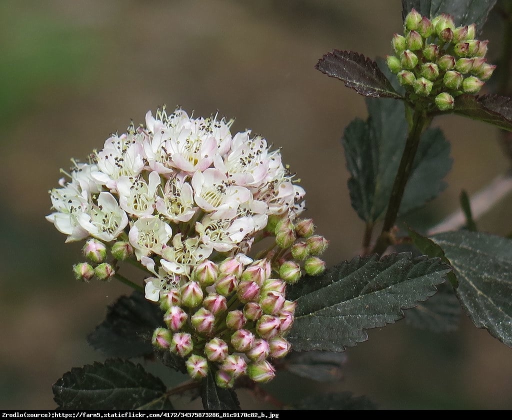 Pęcherznica kalinolistna Summer Wine - Physocarpus opulifolius SUMMER WINE