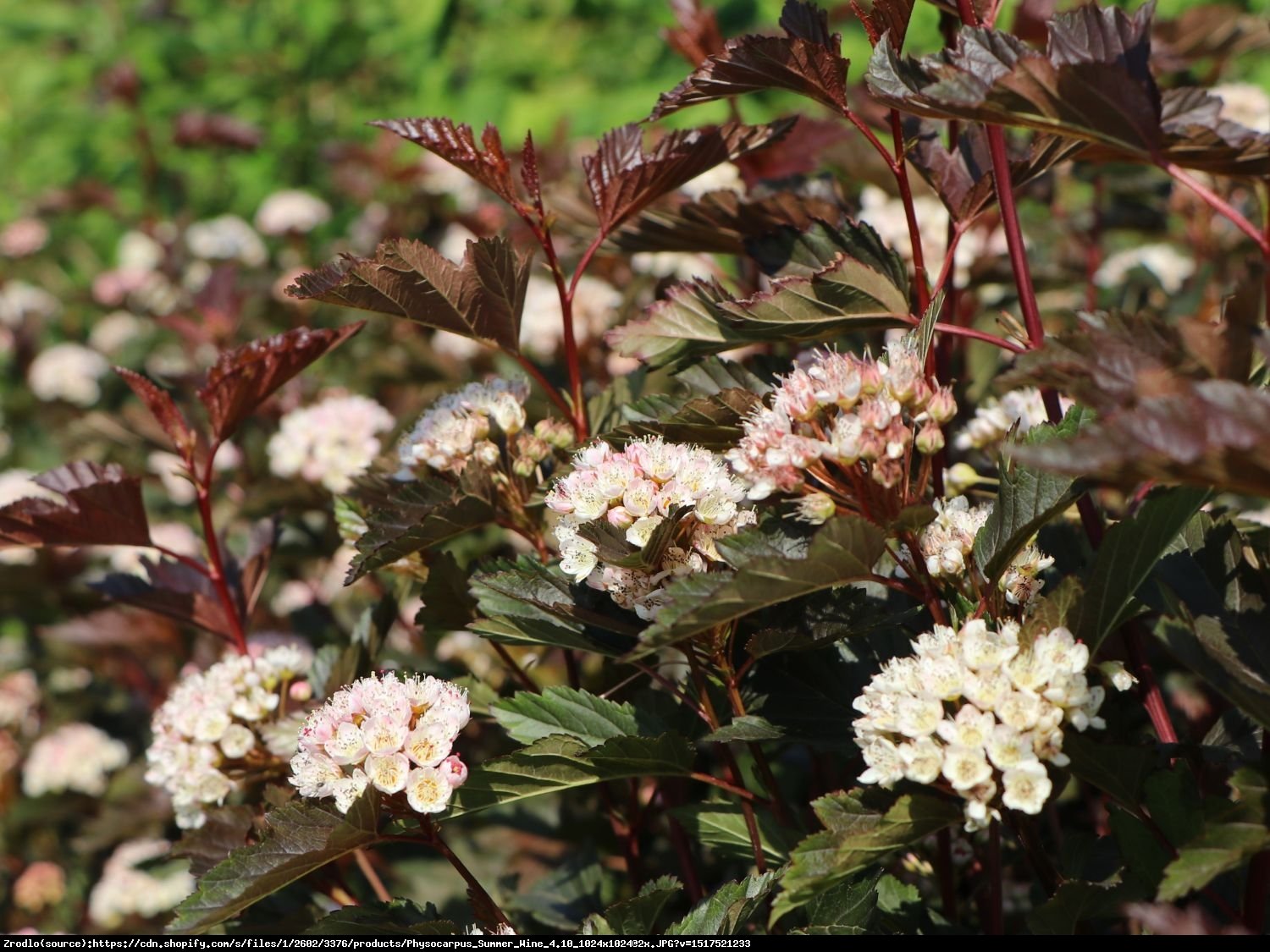 Pęcherznica kalinolistna Summer Wine - Physocarpus opulifolius SUMMER WINE