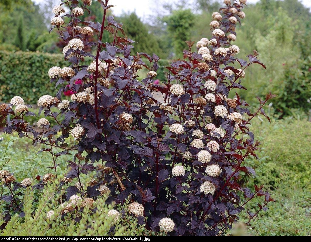 Pęcherznica kalinolistna Schuch  - Physocarpus opulifolius  Schuch 